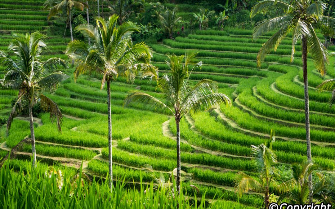 Jatiluwih Rice Terraces | Bali Sun Tours