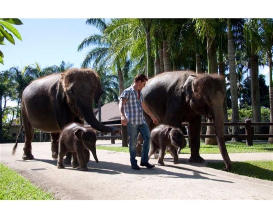 Mason Elephant Safari Ride | Bali Sun Tours